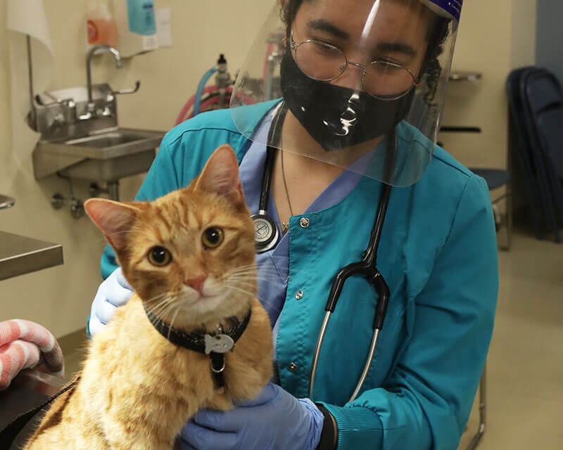 a vet tech wearing personal protection equipment holding a cat