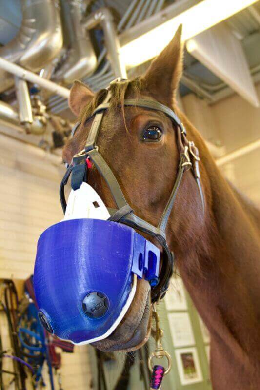 Leila stylishly models the new equine respirator. (Tim Brouk)