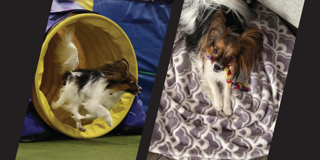 Petula made a full recovery after orthopedic surgery at the Purdue University Veterinary Hospital.