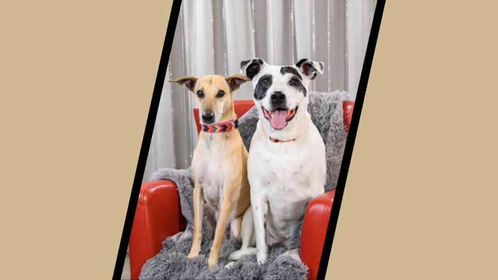 Canine companions Boo and Blanca Davis