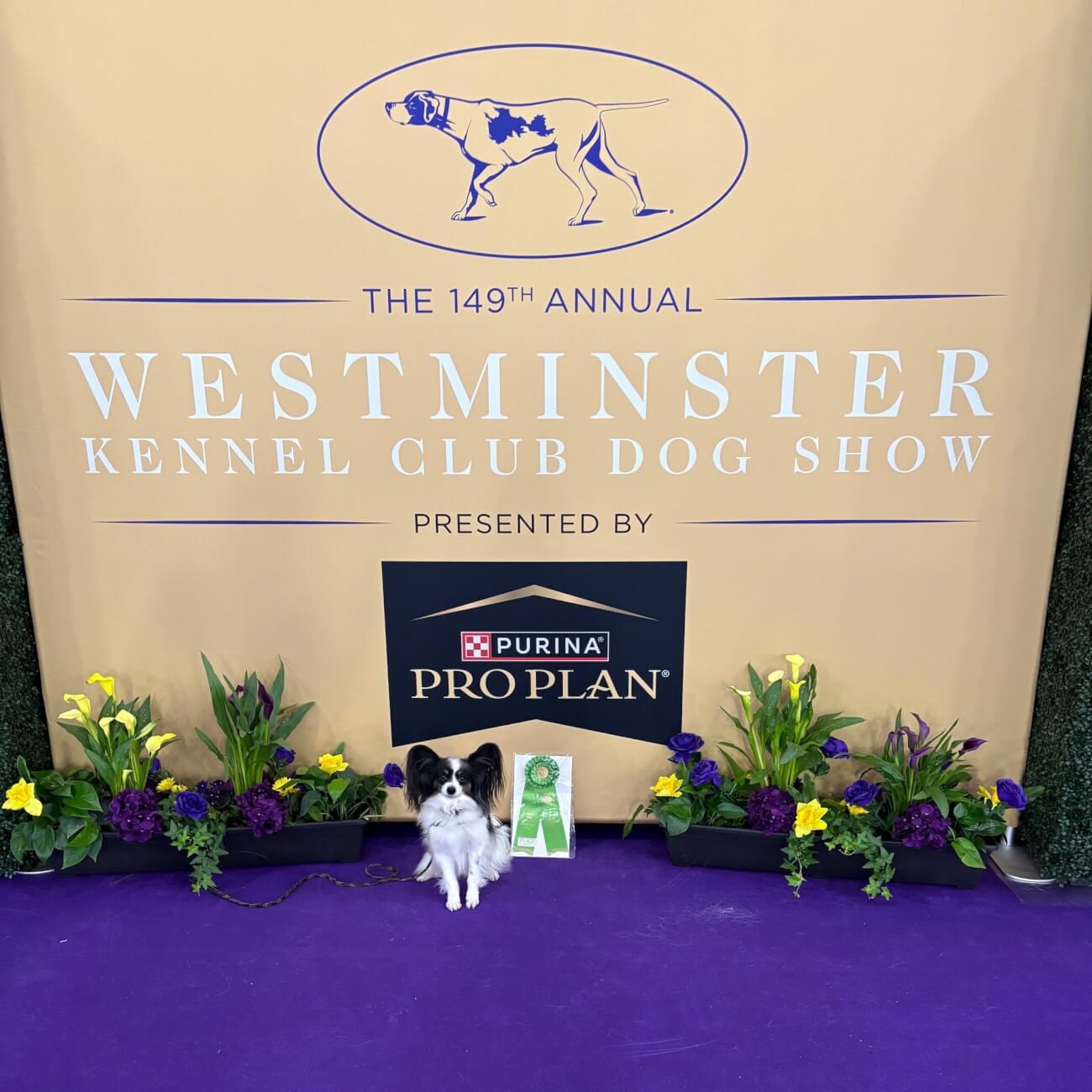 Pixel, Ann’s other Papillon, showing off after qualifying for the Westminster Dog Show.