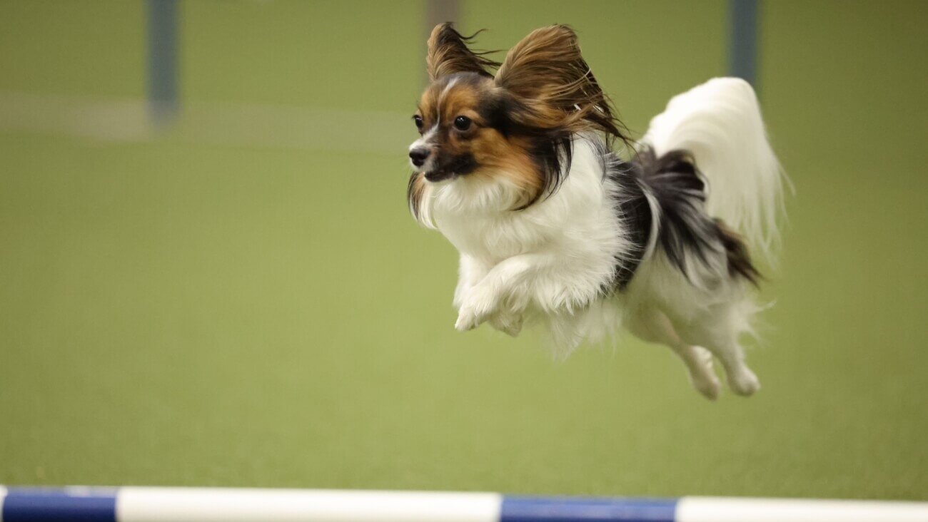 Ann Bruno’s beloved agility dog, a Papillon named Petula