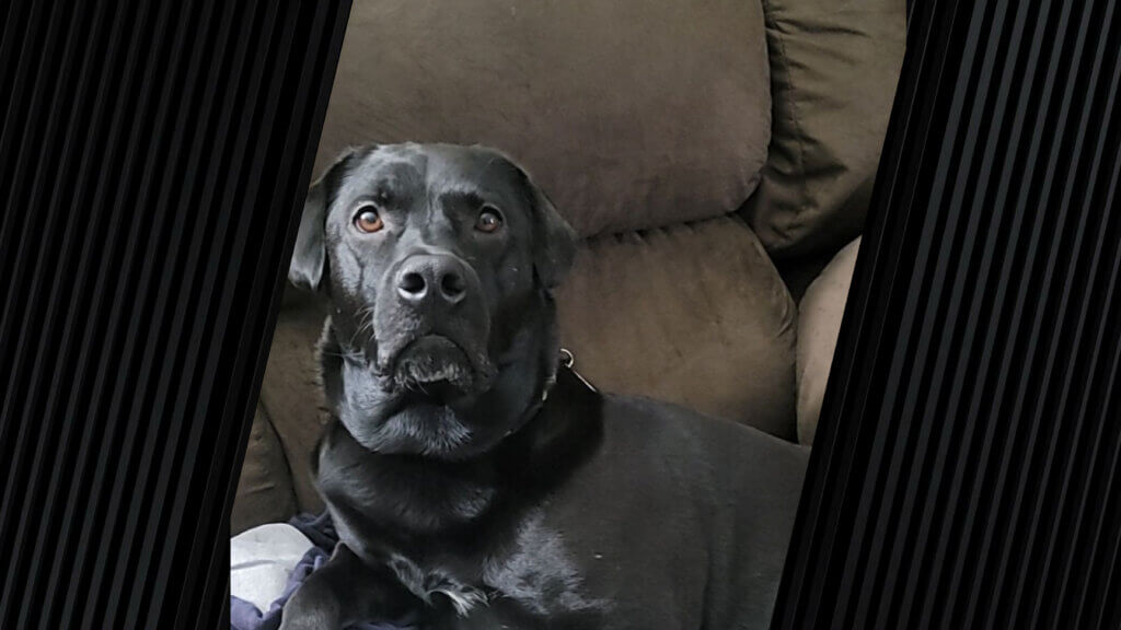 A black dog named Sophie is sitting on a brown couch