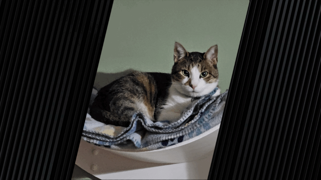 Cat, named Oliver, laying in his bed