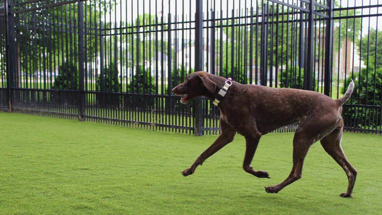 New synthetic turf installed in an outdoor dog run for Purdue University Veterinary Hospital patients is enjoyed by a dog named Bonnie.