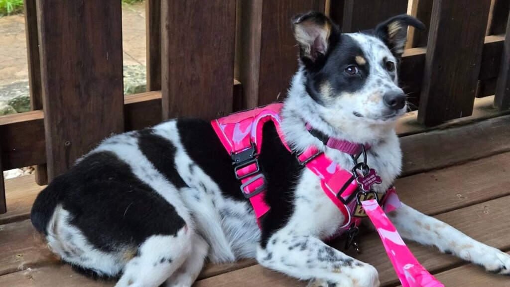 Lani was a lost canine stranger taken in by a loving couple who facilitated her treatment at the Purdue University Veterinary Hospital for a broken leg.