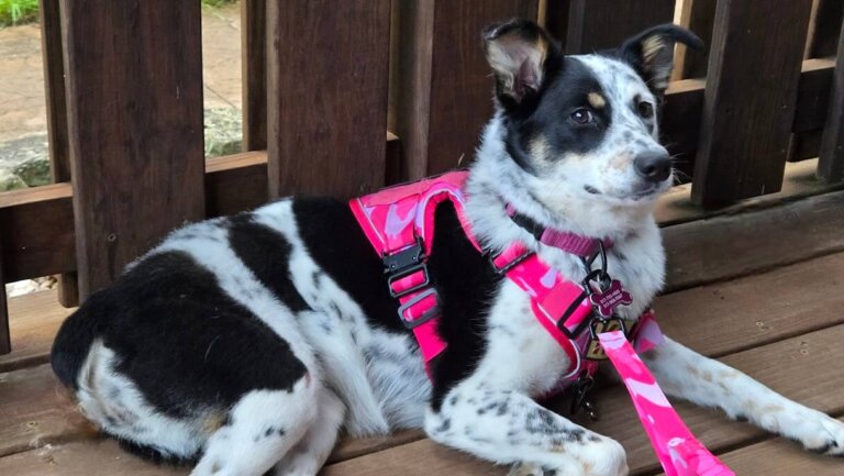 Lani was a lost canine stranger taken in by a loving couple who facilitated her treatment at the Purdue University Veterinary Hospital for a broken leg.