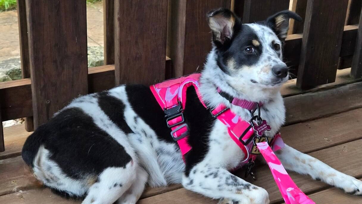 Lani was a lost canine stranger taken in by a loving couple who facilitated her treatment at the Purdue University Veterinary Hospital for a broken leg.