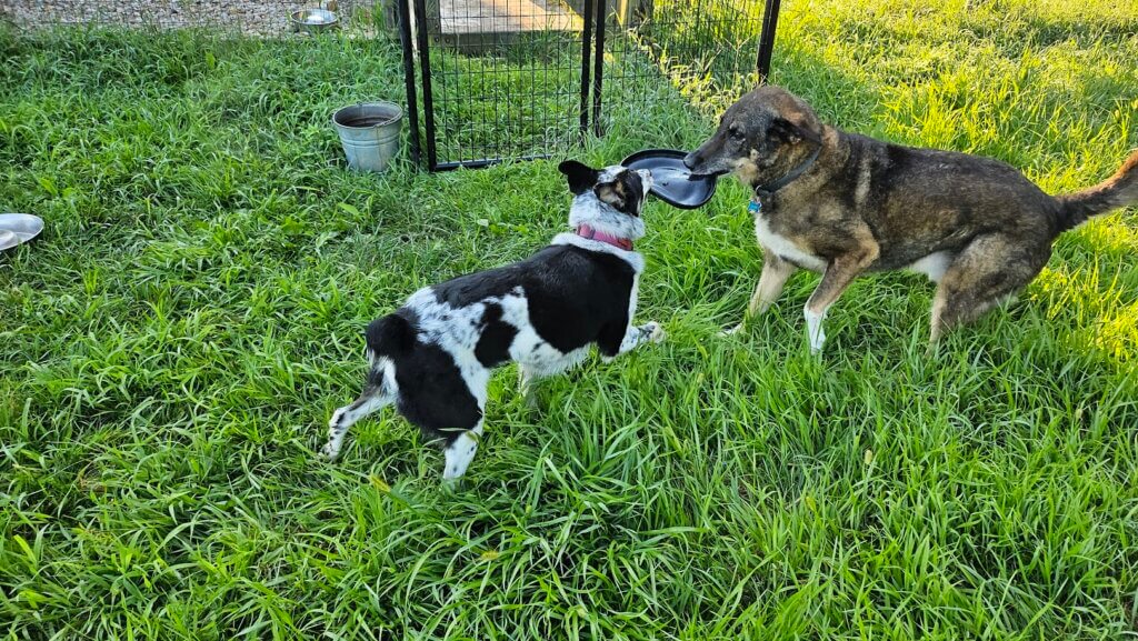 Today, Lani has settled in to life as a farm dog and a canine playmate of Duke, one of her owners other dogs.