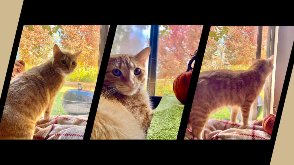 a collage of an orange cat sitting inside a window looking out at the fall foliage