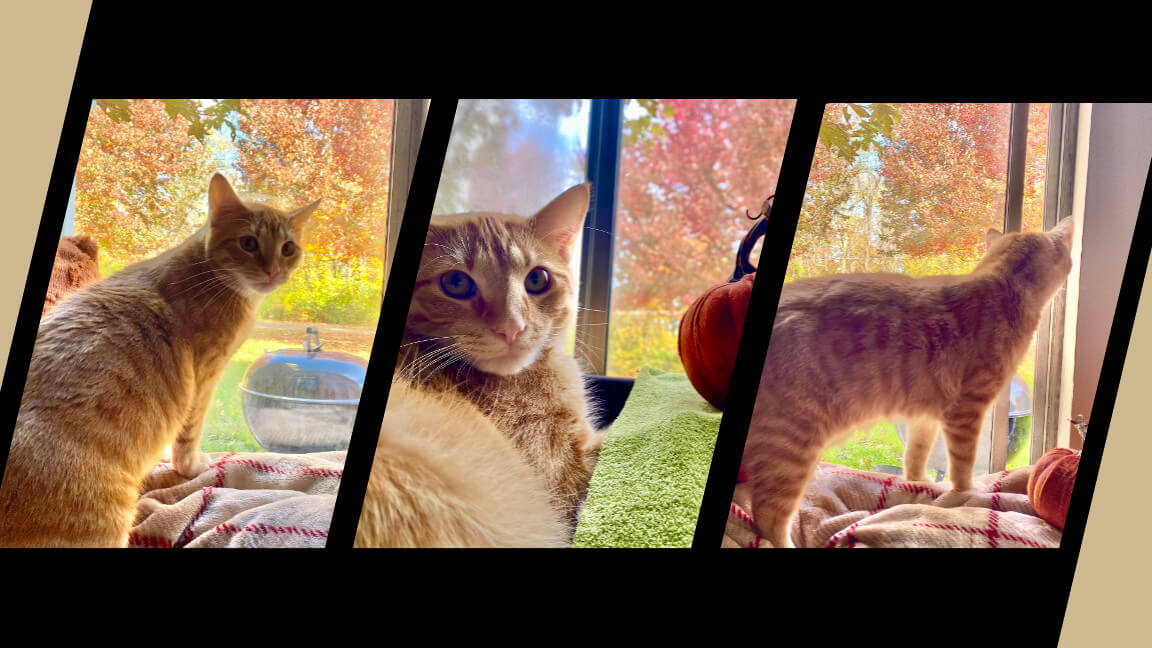 a collage of an orange cat sitting inside a window looking out at the fall foliage