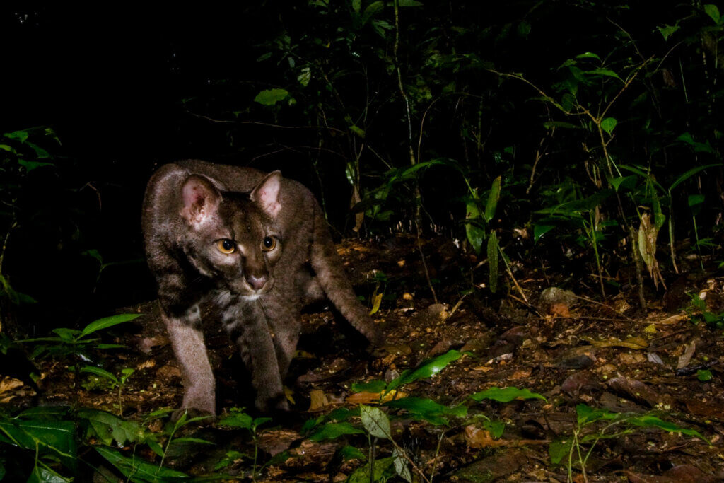 Africa's least known wild cat species, the African golden cat is listed as Vulnerable on the International Union for Conservation of Nature (IUCN)'s Red List of threatened species.