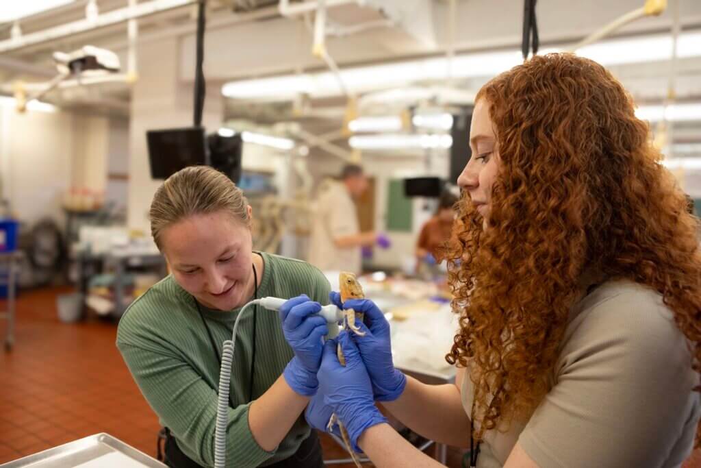 Michigan State University student Alyssa Sarlund listens to a bearded dragon’s heartbeat with assistance from fellow student Madison Kortman during a Saturday afternoon session at the MOAAR Symposium in Lynn Hall.