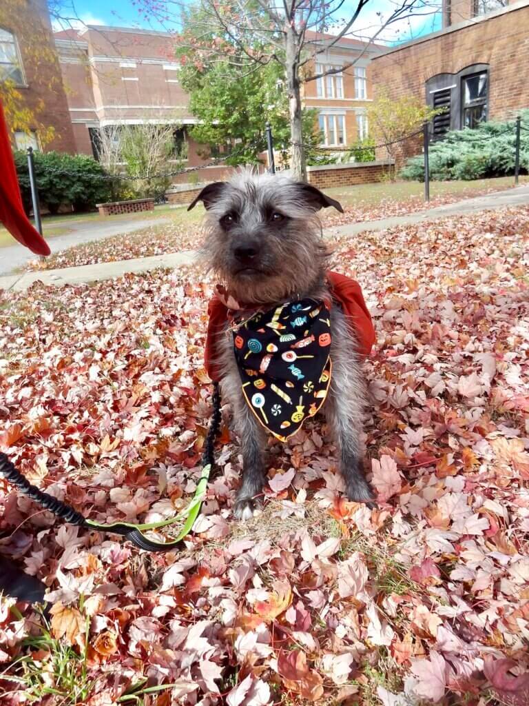 a dog who is in a Halloween costume, sitting outside in a pile of leaves