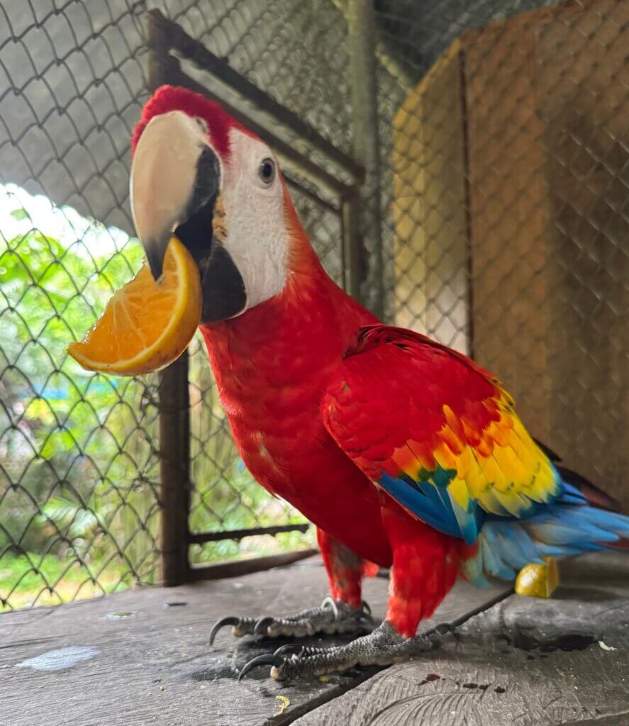 A scarlet macaw with red, yellow, blue and white coloring is standing facing the camera, and has an orange slice in its mouth.