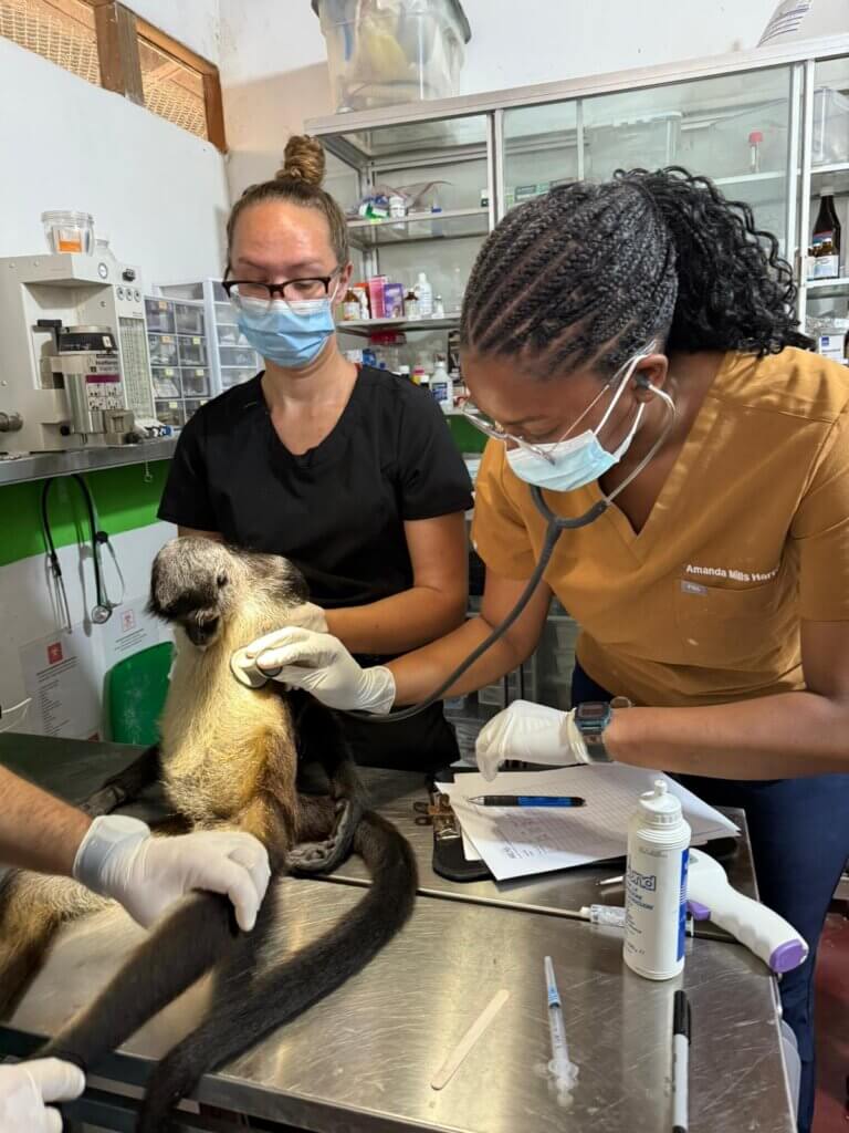 Veterinary medical professionals are using a stethoscope to examine a spider monkey. The animal is on a metal exam table and the student is wearing yellow scrubs.