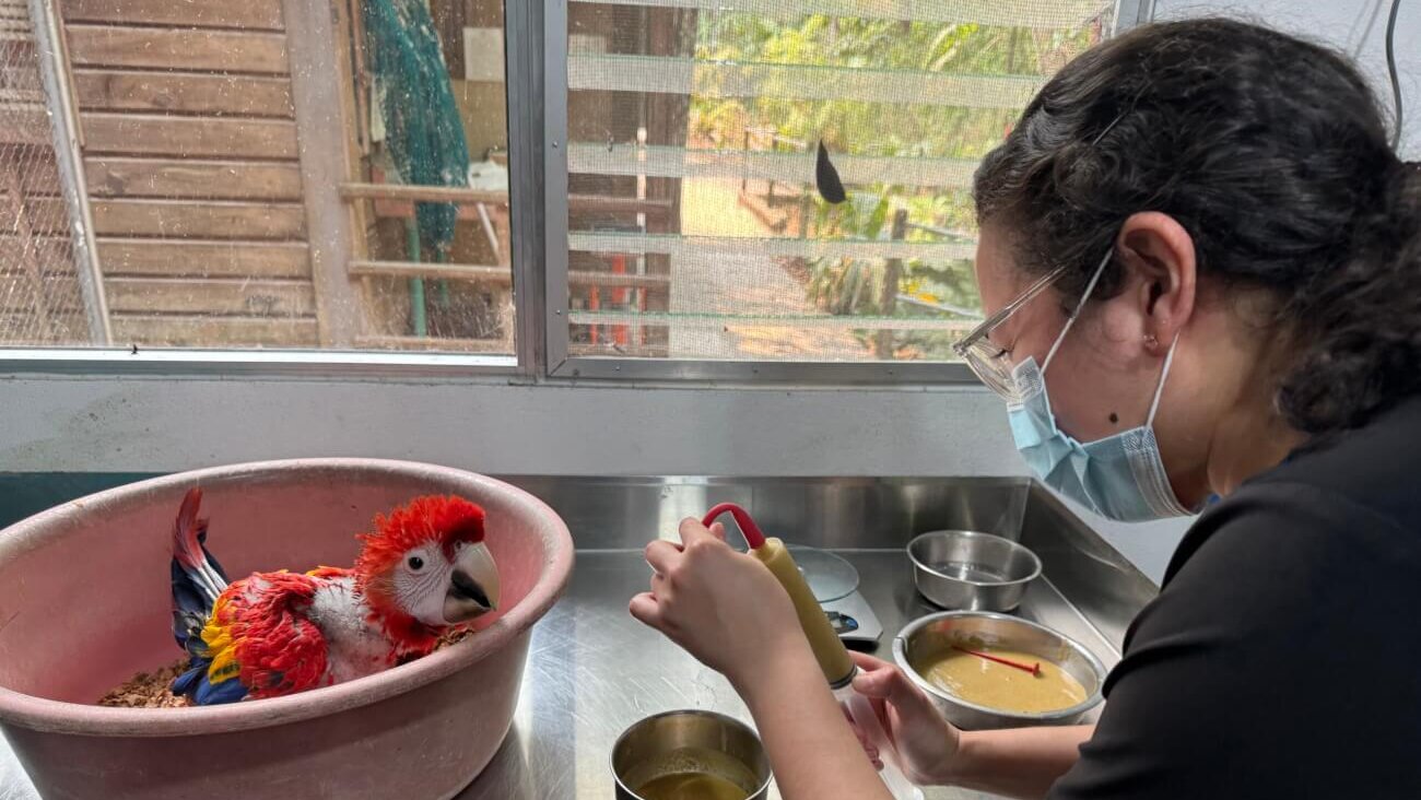 A student in a black shirt is feeding a scarlet macaw chick. The red and white chick is in a large food bowl and is facing the student.