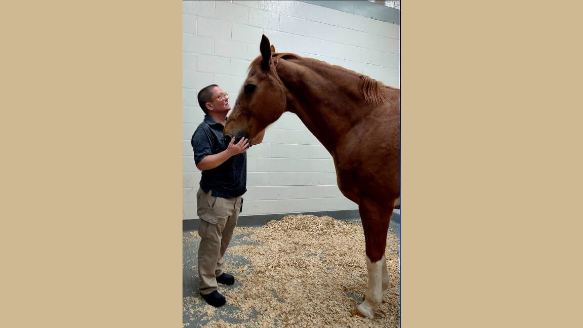PVM technician working with a horse