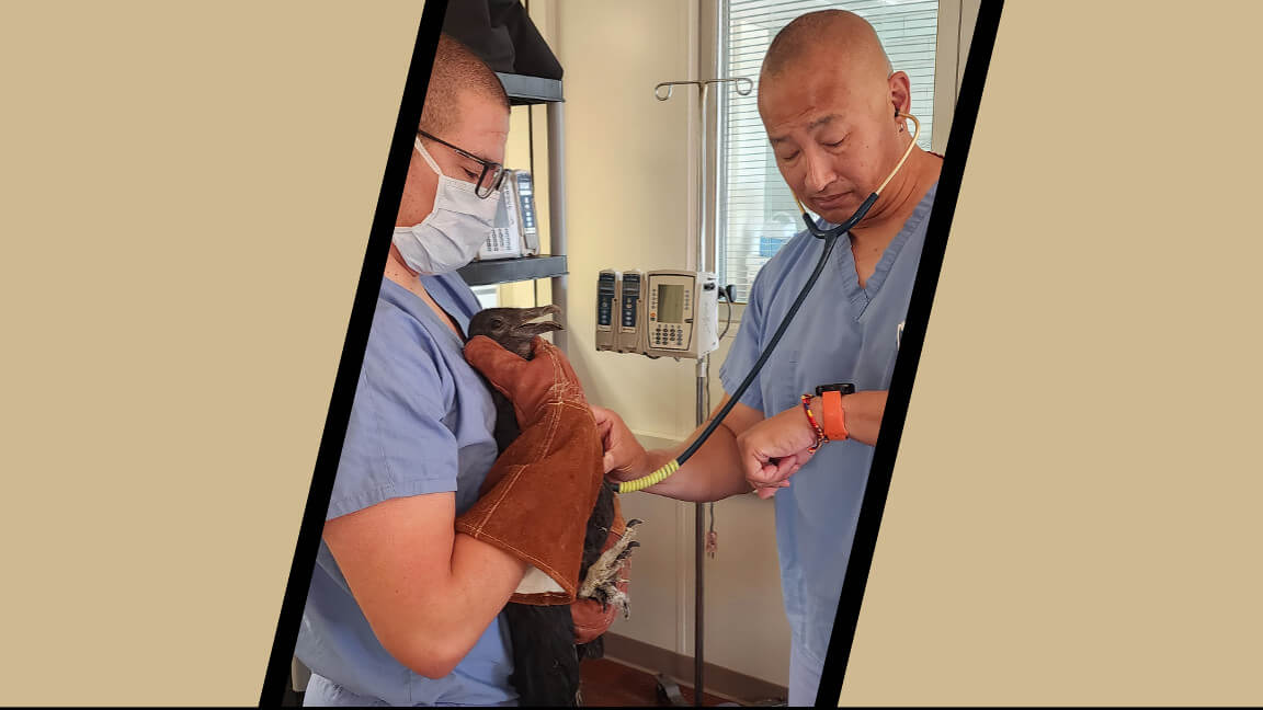 two veterinary medical professionals in blue scrubs performing an examination of a black vulture.