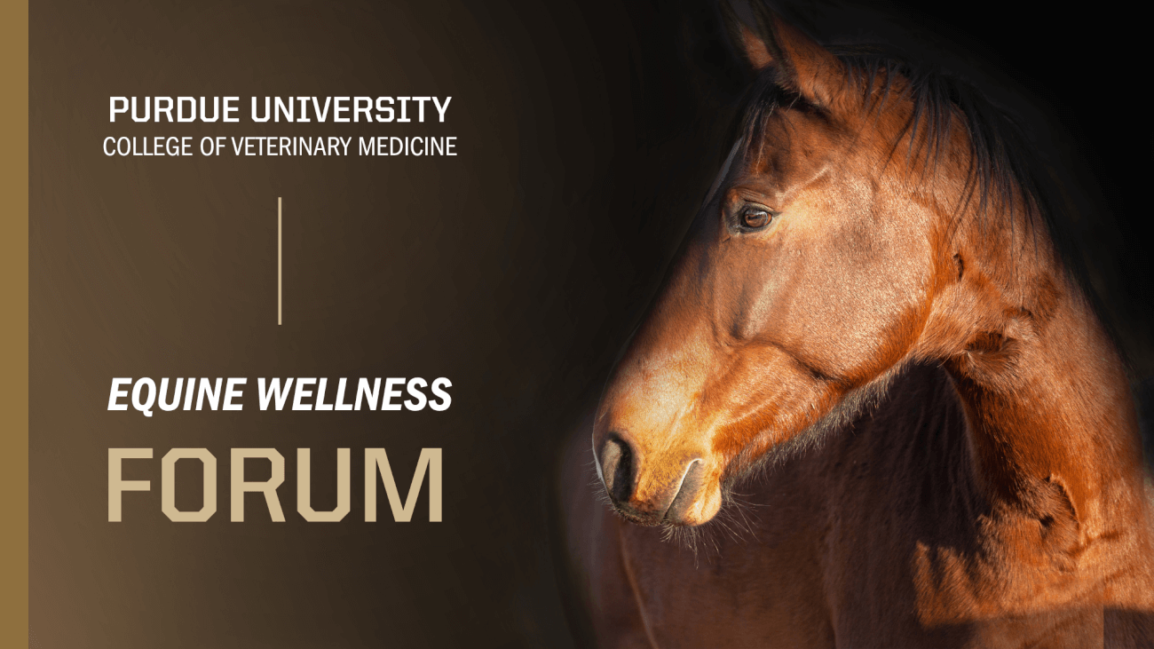 A horse is on the right side of the image with its head facing the left side of the image. The background is black