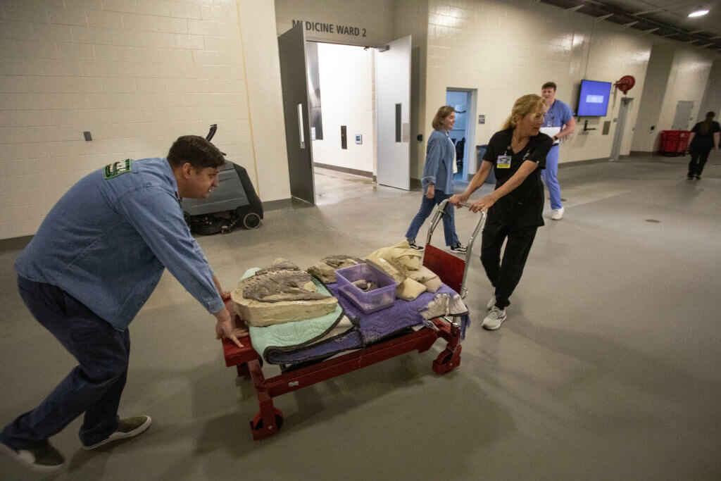 A man and woman are carefully transporting a cart through a large industrial hallway. The cart has the fossil items carefully placed so as not to fall off.