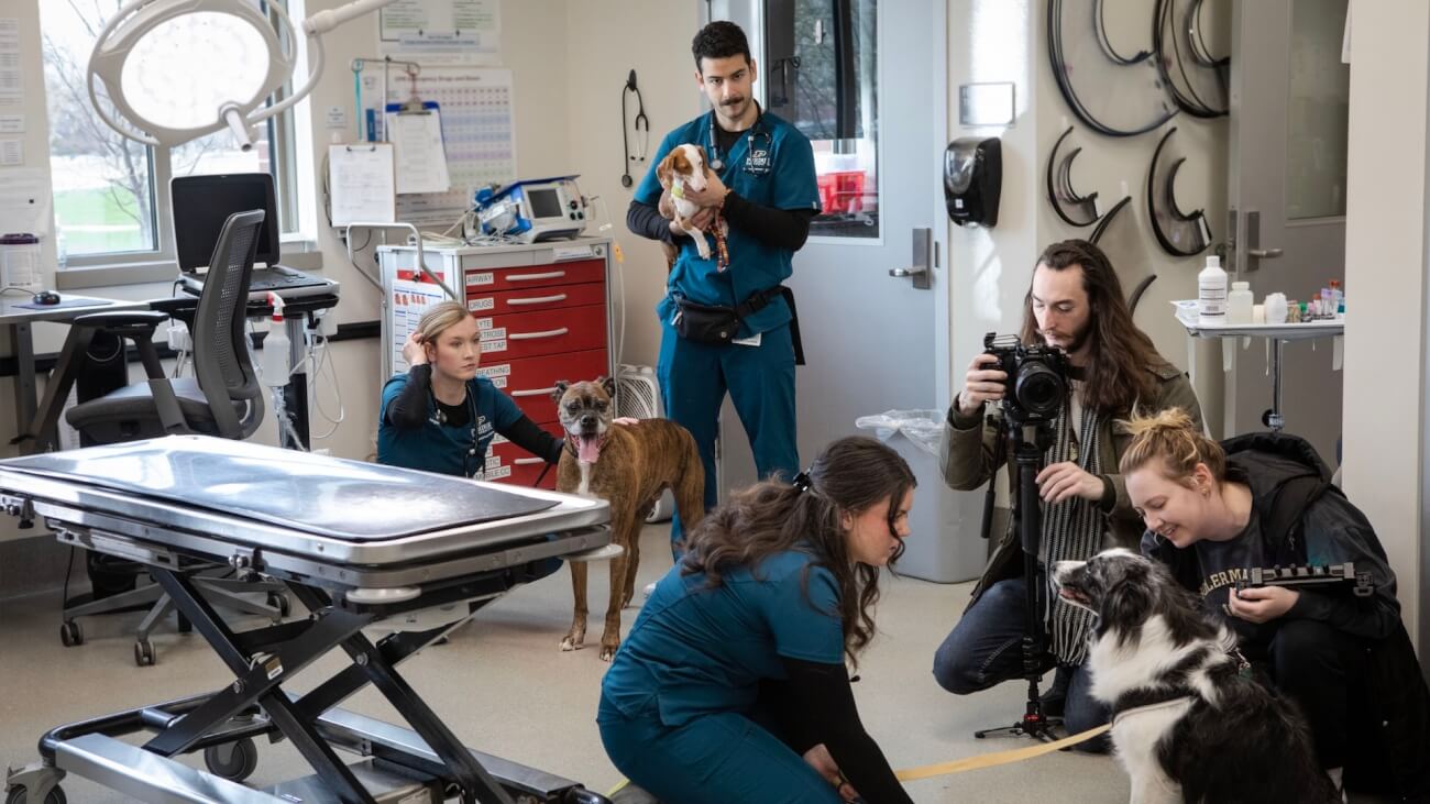 Veterinary professionals wearing blue and black scrubs are gathered in a clinical room with 3 dogs. There is a media professional capturing photo content of the people and the dogs.
