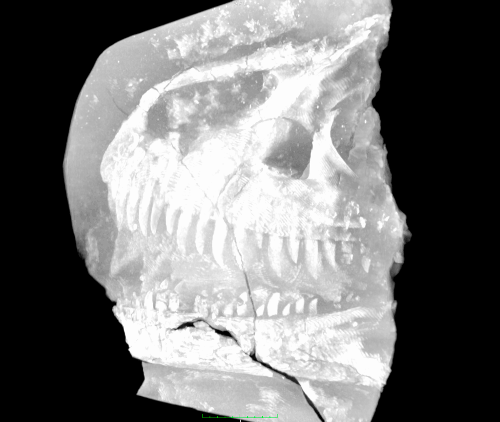 A black and white image from a digital scanner. The scan is of a dinosaur head.