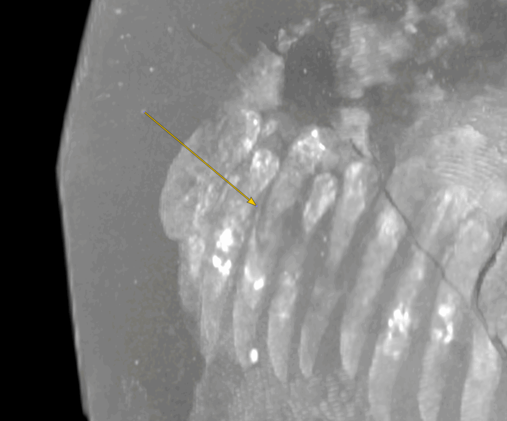 A close-up image of the scan results. The image highlights the Allosaurus' teeth, specifically the growth of a "replacement" tooth.
