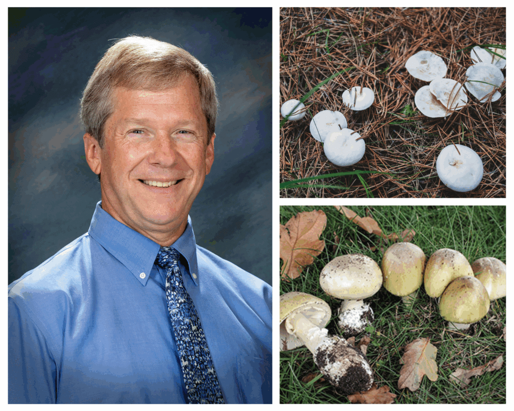 A photo collage showing three photos: one photos is of a man in a blue dress shirt and blue pattern tie, and the other two photos are of mushrooms laying in the grass