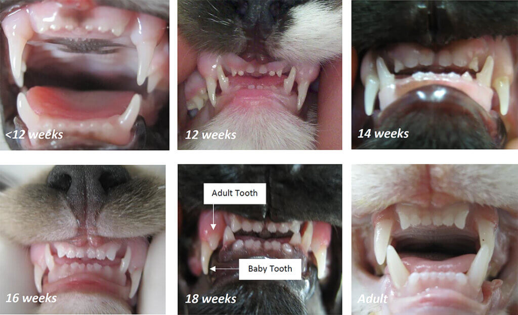 A series of close-up images of cat teeth