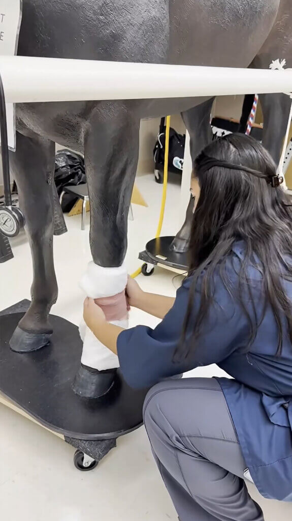 a female veterinary student wrapping the leg of a model horse with a bandage