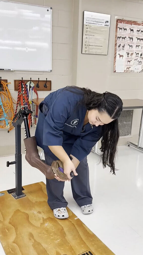 a female veterinary student who is practicing cleaning the shoe-area of a model horse hoof