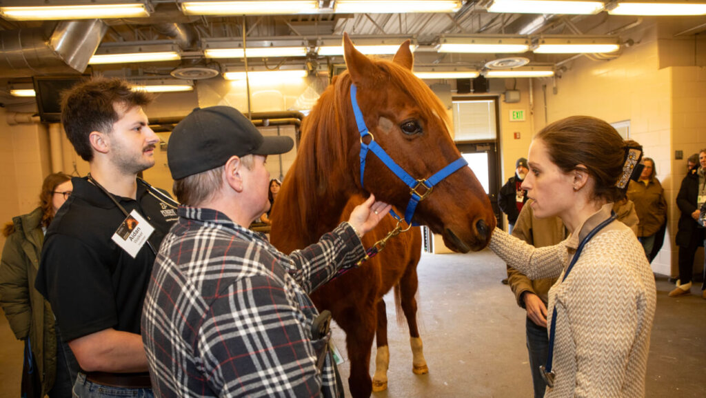 Three people are standing around the front of a brown horse.