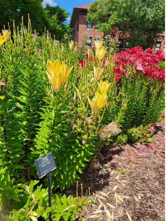 Yellow and pink flowers surrounded by greenery on a sunny day