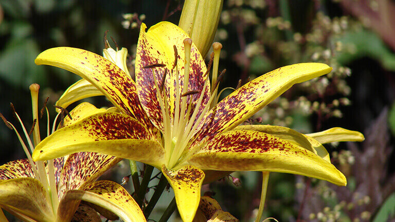 A close up photograph of a yellow flower that has red coloring toward the center