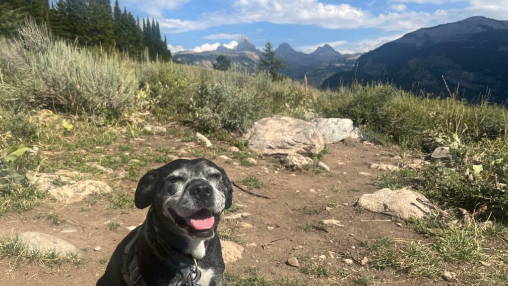 A black dog is pictured in an outdoor, grassy setting with rocks and mountains in the background.