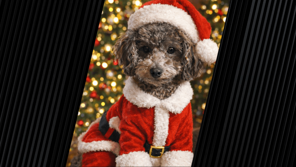 A small, dark-colored dog is dressed in a Santa Claus costume and is posed in front of Christmas lights