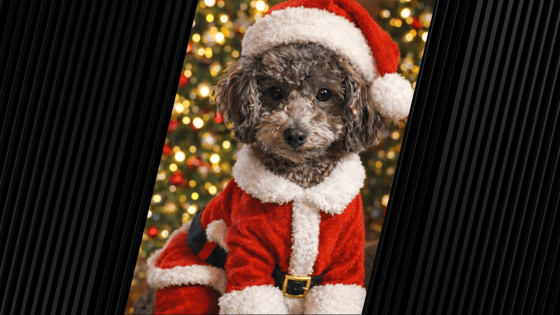 A small, dark-colored dog is dressed in a Santa Claus costume and is posed in front of Christmas lights