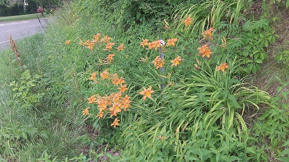 A cluster of orange lilies growing on the side of a paved road