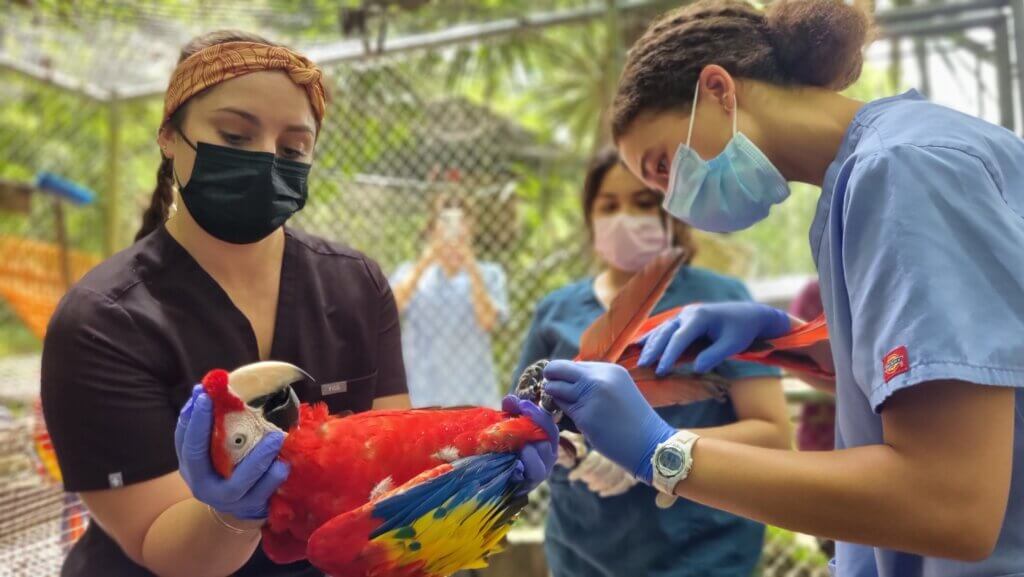 Two veterinary medical professionals are handling a large red parrot. The people are wearing medical attire including scrubs and face masks
