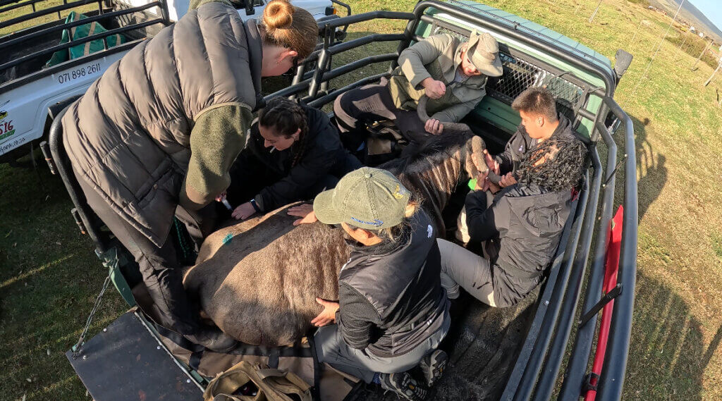 A group of veterinary students are in the bed of a field vehicle appearing to be assisting a bovine animal.