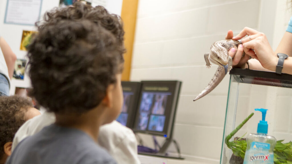 children are being shown a reptile up close