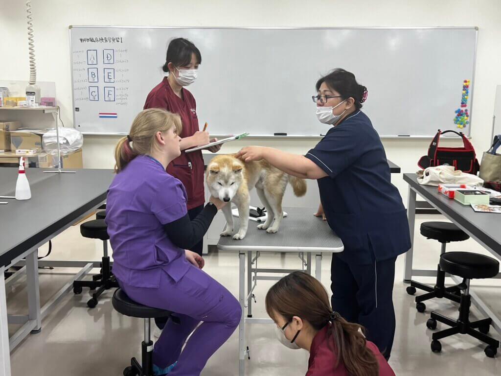 Veterinary professionals are gathered in a medical setting and are treating a tan-colored dog, who is standing on the exam table
