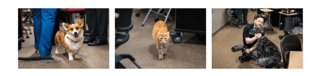 three photos of animals are side by side: the far left is a blonde and white small dog, the middle image is of an orange cat, and the far right is a black dog being embraced by a man sitting on the floor.