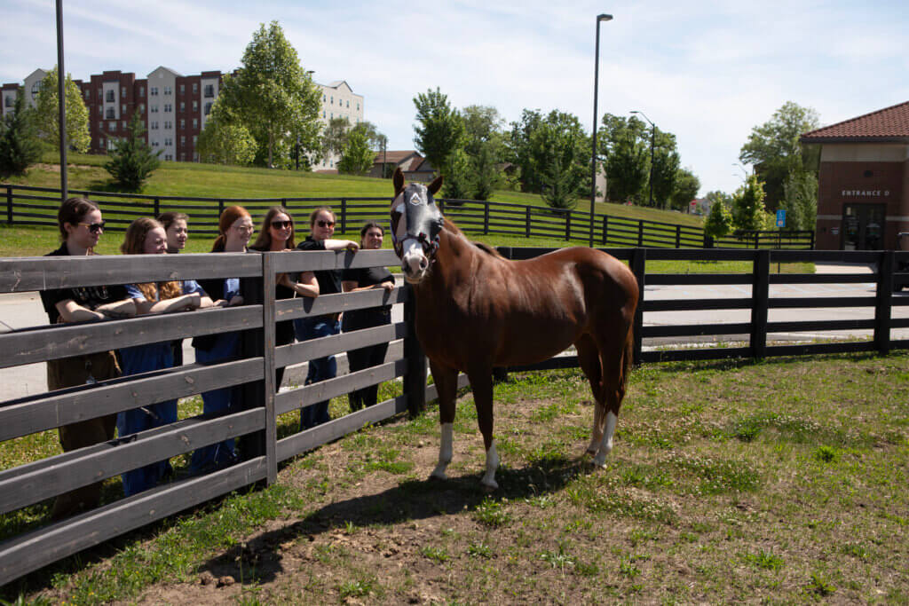A group of equine veterinary medicine staff stand next to a horse, with a brown fence between them