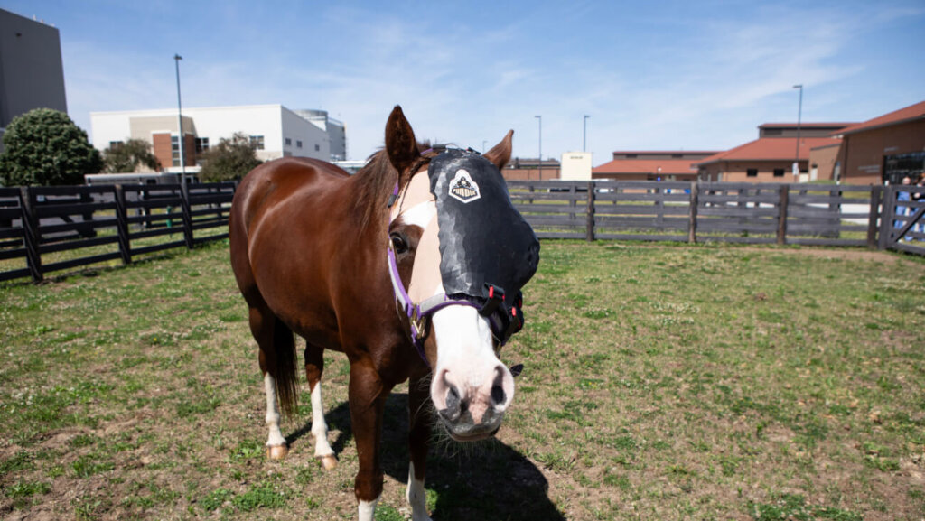 A horse is standing in a fenced in area, and is wearing a mask to cover half of its face.