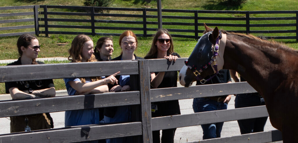 A group of people are standing on the opposite side of a fence from and interacting with a horse.
