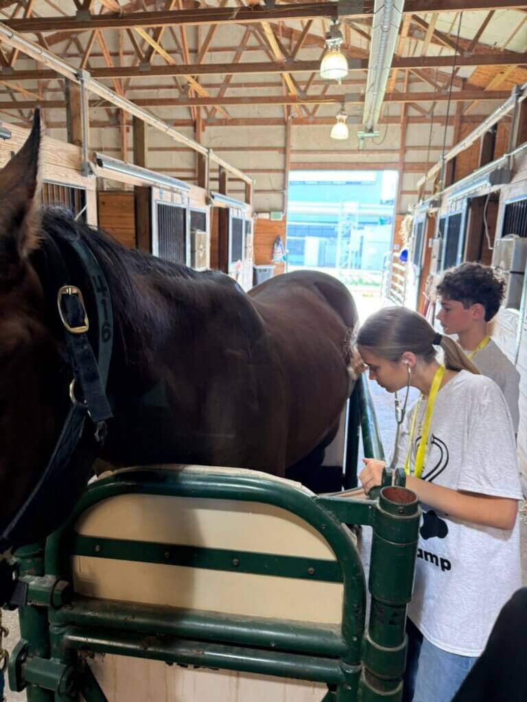 Two high-school aged people are positioned on the right side of the photo and are wearing yellow lanyards. They are doing an examination on a horse, which is on the left side of the photo.