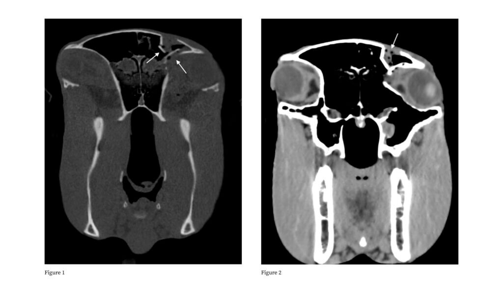 X-ray images of a horse's head