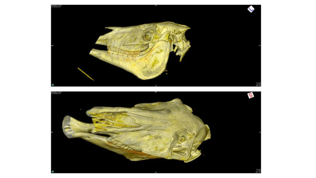 3D diagrams of a horse skull. The skull has yellow coloring and shows different perspectives of the anatomy.